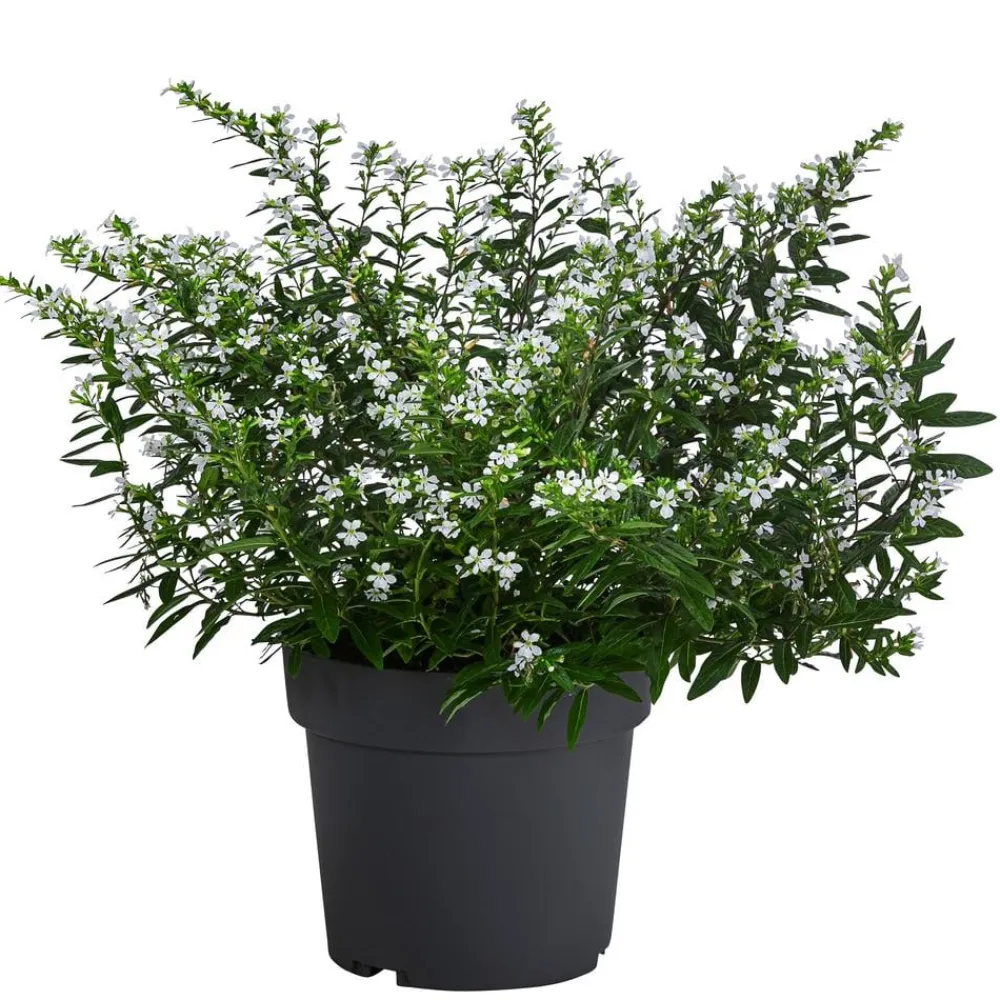 Dehner Terrassenpflanzen|Sommerblumen - Köcherblümchen, Busch, verschiedene Farben