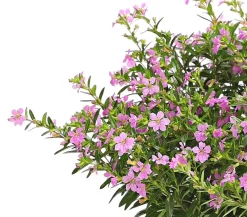 Dehner Terrassenpflanzen|Sommerblumen - Köcherblümchen, Busch, verschiedene Farben