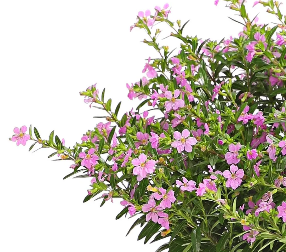Dehner Terrassenpflanzen|Sommerblumen - Köcherblümchen, Busch, verschiedene Farben