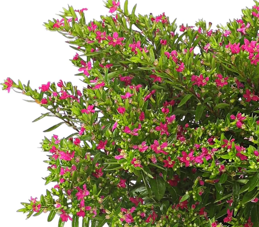 Dehner Terrassenpflanzen|Sommerblumen - Köcherblümchen, Busch, verschiedene Farben
