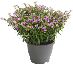 Dehner Terrassenpflanzen|Sommerblumen - Köcherblümchen, Busch, verschiedene Farben