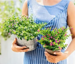 Dehner Sommerblumen > Köcherblümchen-Duo