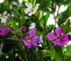 Dehner Sommerblumen > Köcherblümchen-Duo