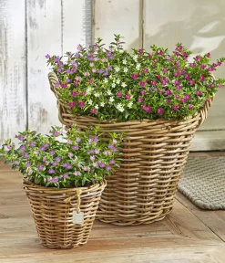 Dehner Sommerblumen > Köcherblümchen-Duo