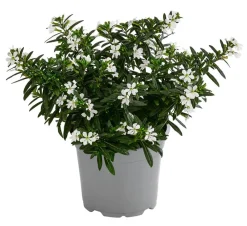 Dehner Sommerblumen - Köcherblümchen, verschiedene Farben