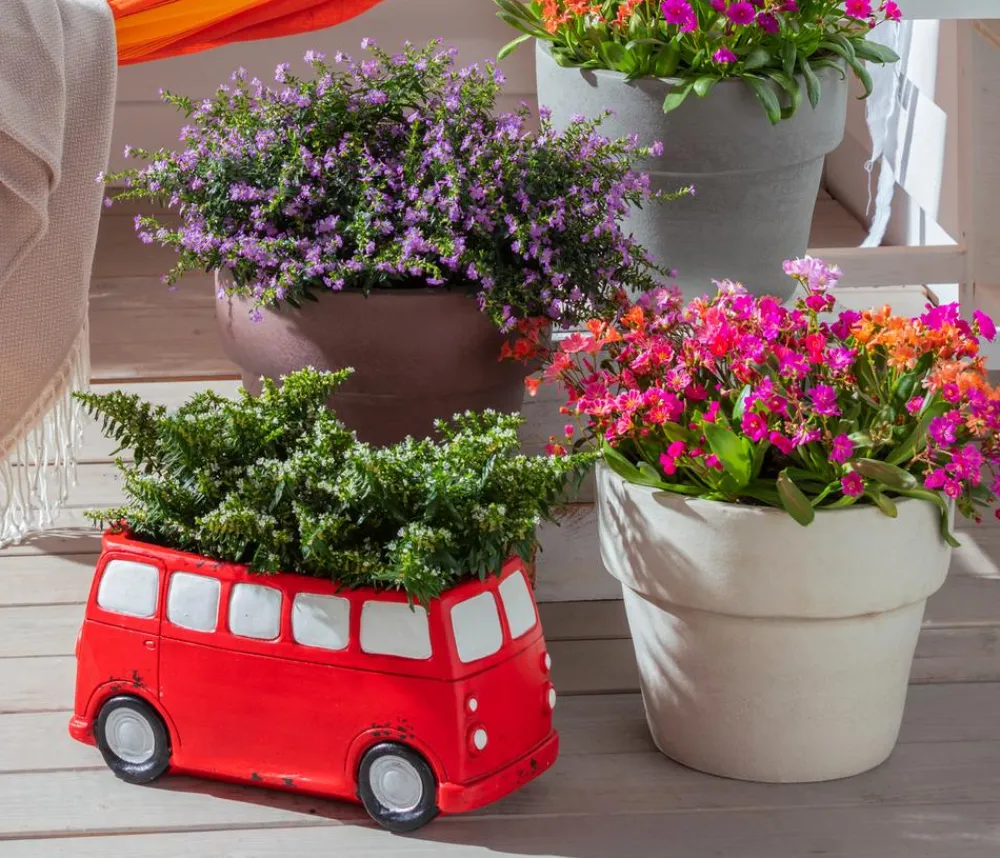 Dehner Sommerblumen - Köcherblümchen, verschiedene Farben