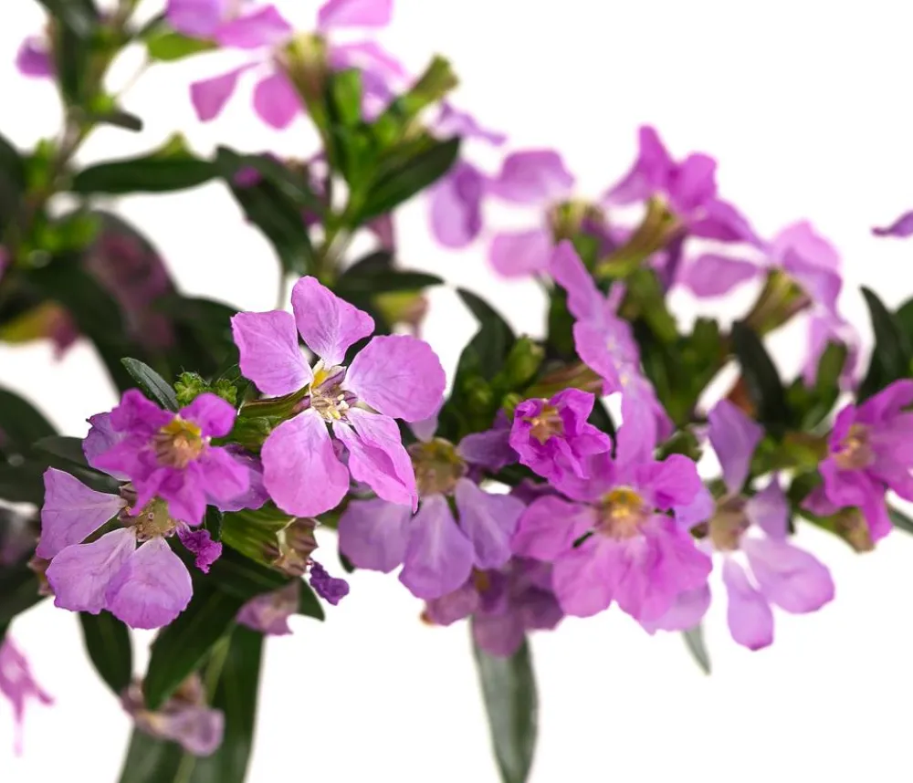 Dehner Sommerblumen - Köcherblümchen, verschiedene Farben