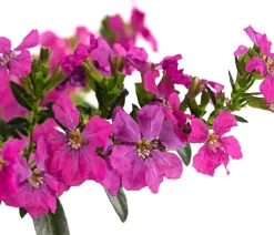 Dehner Sommerblumen - Köcherblümchen, verschiedene Farben