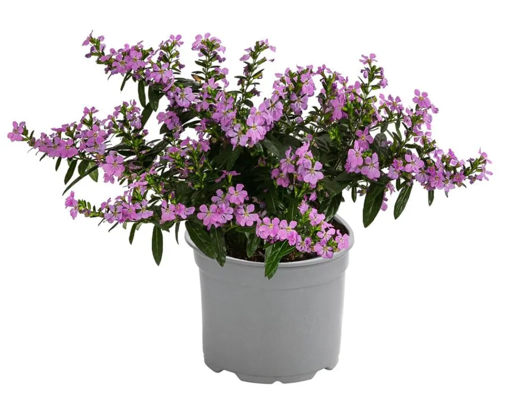 Dehner Sommerblumen - Köcherblümchen, verschiedene Farben