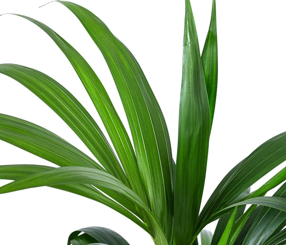 Dehner Hydropflanzen|Grünpflanzen > Kentiapalme, Howea forsteriana, Hydrokultur