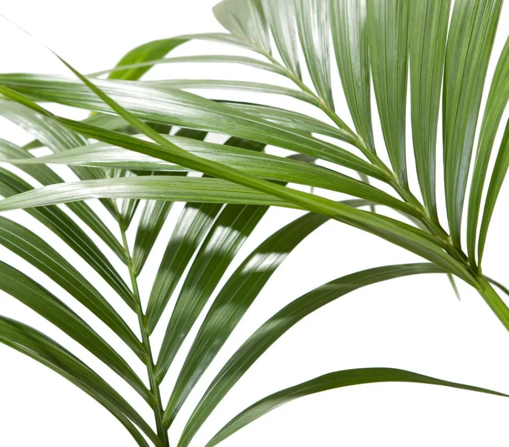 Dehner Kentiapalme - Howea forsteriana Grün