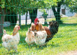 Kerbl Mehr Hühnerzubehör|Bauernhof Zubehör > Geflügelnetz PoultryNet Doppelspitze, elektrifizierbar