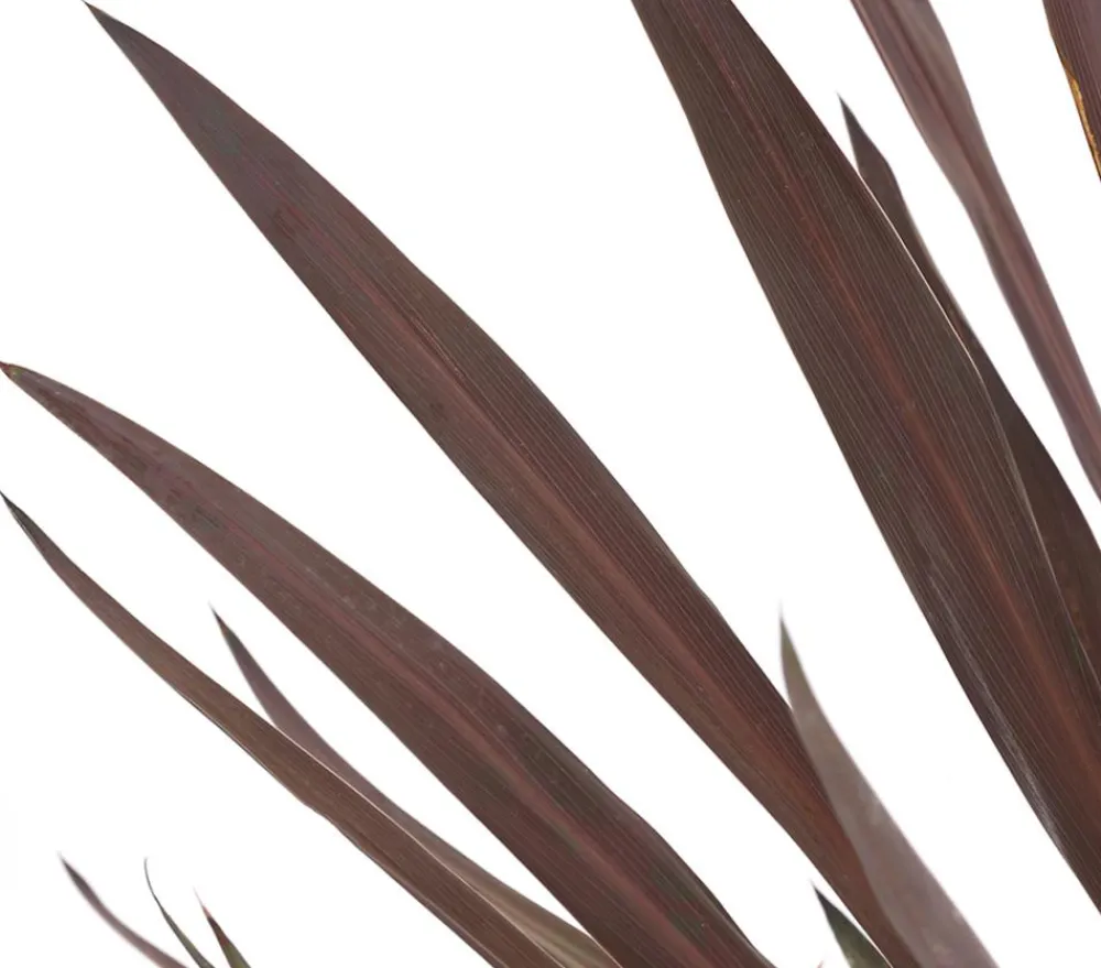 Dehner Keulenlilie - Cordyline australis Dunkelrot Clearance