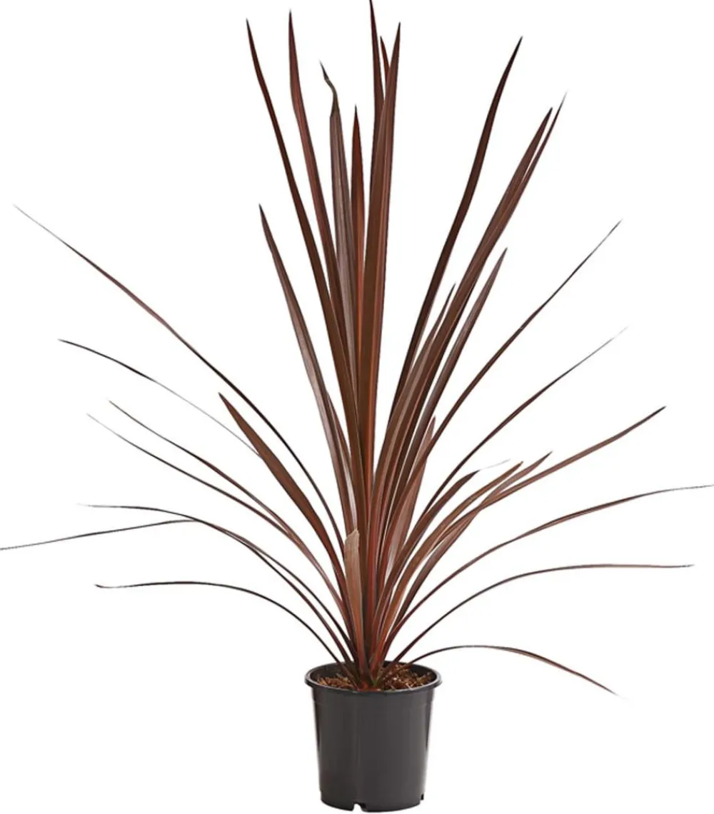 Dehner Keulenlilie - Cordyline australis Dunkelrot Clearance