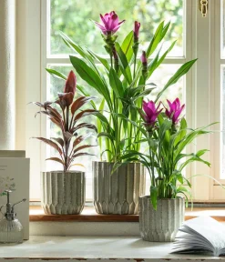Dehner Grünpflanzen|Solitärpflanzen > Keulenlilie - Cordyline cultivars, verschiedene Sorten