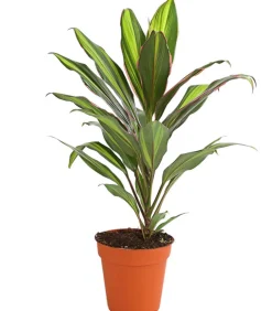Dehner Grünpflanzen|Solitärpflanzen > Keulenlilie - Cordyline cultivars, verschiedene Sorten
