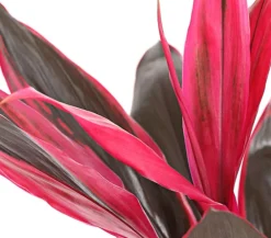 Dehner Grünpflanzen|Solitärpflanzen > Keulenlilie - Cordyline cultivars, verschiedene Sorten