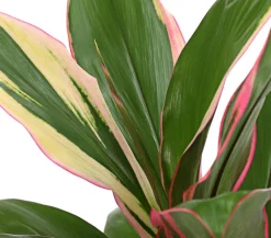 Dehner Grünpflanzen|Solitärpflanzen > Keulenlilie - Cordyline cultivars, verschiedene Sorten
