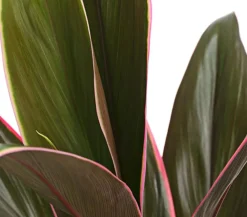 Dehner Grünpflanzen|Solitärpflanzen > Keulenlilie - Cordyline cultivars, verschiedene Sorten
