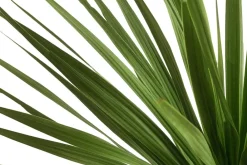 Dehner Palmen|Terrassenpflanzen > Keulenlilie - Dracaena indivisa
