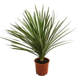 Dehner Palmen|Terrassenpflanzen > Keulenlilie - Dracaena indivisa