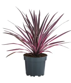 Dehner Keulenlilie 'Paso Doble' Rot Best