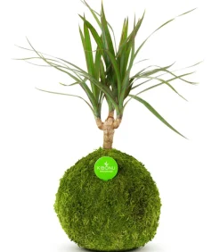 Kibonu Drachenbaum - Dracaena 'Galaxia' Grün