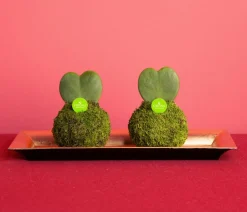 Bonsai|Grünpflanzen > Kibonu Herzblattpflanze - Hoya kerrii 'Poppy'