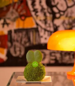 Kibonu Herzblattpflanze - Hoya kerrii 'Poppy' Dunkelgrün Outlet