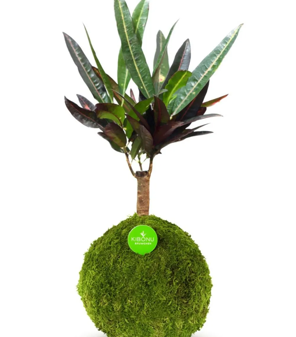 Kibonu Bonsai|Grünpflanzen - Wunderstrauch - Codiaeum variegatum 'Yelda'