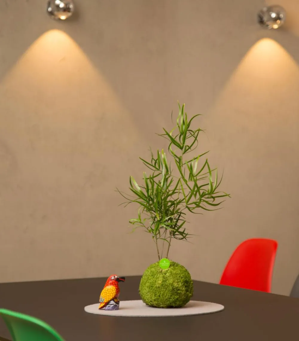 Kibonu Bonsai|Grünpflanzen > Zierspargel - Asparagus cultivars 'Mahira'