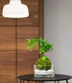 Kibonu Bonsai|Grünpflanzen > Zierspargel - Asparagus cultivars 'Mahira'