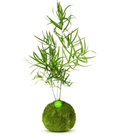 Kibonu Bonsai|Grünpflanzen - Zierspargel - Asparagus cultivars 'Mahira' Grün