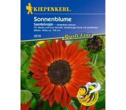 Nebelung/Kiepenkerl Kiepenkerl Saatgut Sonnenblume 'Samtkönigin' Rot Hot