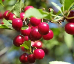 Dehner Obstbäume|Kirschbäume > Kirsche, einjährig