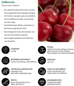 Dehner Obstbäume|Kirschbäume - Kirschen-Duo 'Sunburst/Burlat' Rot