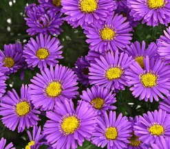 Dehner Kissen-Aster 'Sapphir®' Outlet