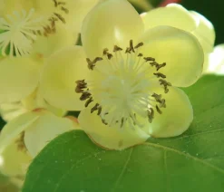 Dehner Kiwi 'Nostino', männlich Grün