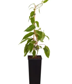 Dehner Weinreben & Gartenobst|Beerensträucher > Kiwi 'Weiki®'