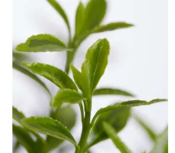 Dehner Kleinblättriger Spindelstrauch 'Microphyllus Aureovariegatus'