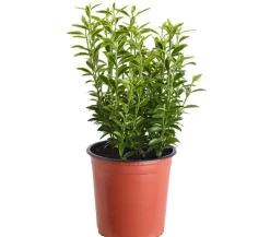 Dehner Kleinblättriger Spindelstrauch 'Microphyllus Aureovariegatus'