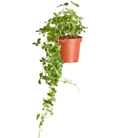 Dehner Grünpflanzen - Kleine Zimmerrebe - Cissus striata Grün