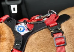 kleinmetall® Mehr Transport & Unterwegs|Hundehalsbänder & Geschirre - Hundeicherheitgurt Aafe Cofort Rot