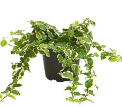 Dehner Kletterfeige - Ficus pumila 'Sunny' Hot