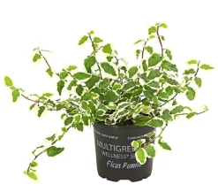 Dehner Kletterfeige - Ficus pumila 'Sunny' Hot