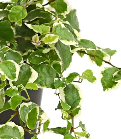 Dehner Kletterfeige - Ficus pumila 'Sunny' Hot