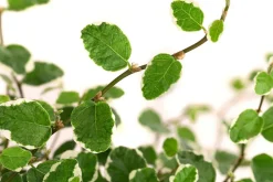 Dehner Kletterfeige - Ficus pumila 'White Sunny' Sale