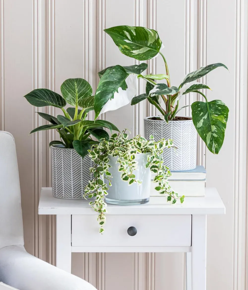 Dehner Kletterfeige - Ficus pumila 'White Sunny' Sale