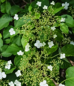 Dehner Kletterpflanzen|Xxl-Gartenpflanzen - Kletter-Hortensie Weiß