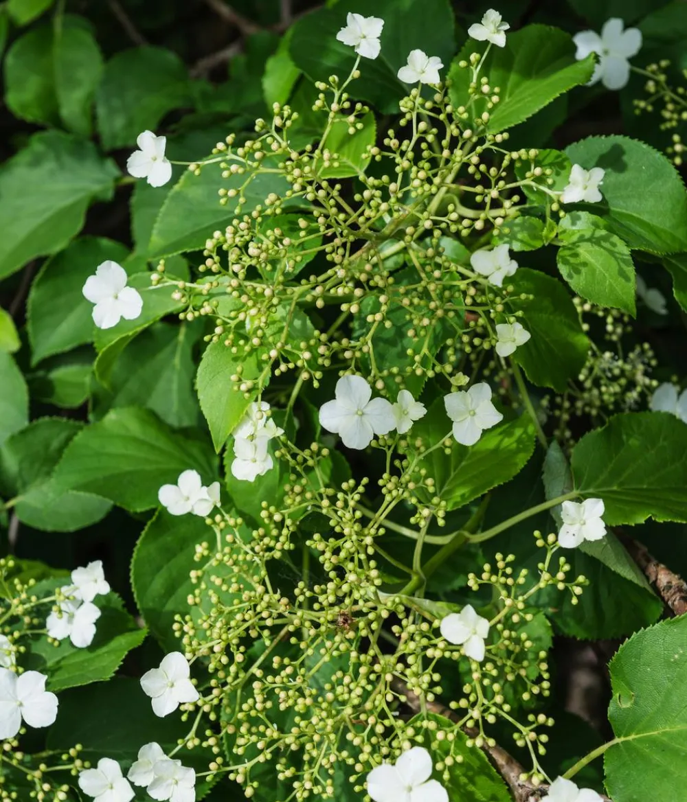 Dehner Kletterpflanzen|Xxl-Gartenpflanzen - Kletter-Hortensie Weiß